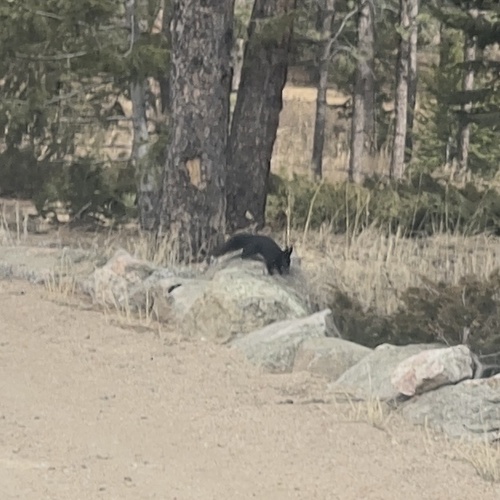 Abert's Squirrel observed by maui_manini