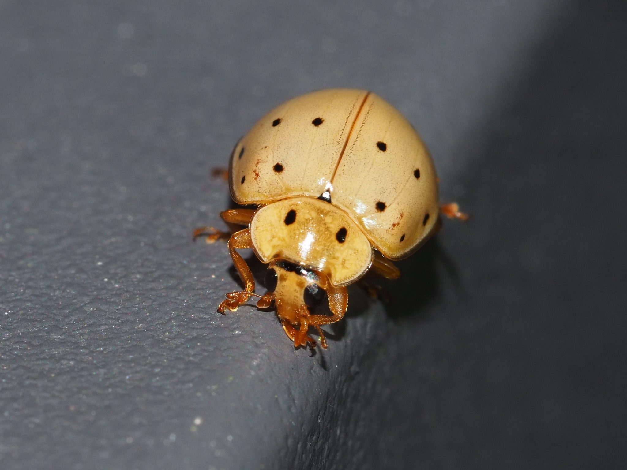 Sixteen-spotted Ladybird (Harmonia sedecimnotata) · iNaturalist United  Kingdom