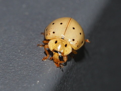 Harmonia sedecimnotata