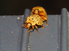 Harmonia sedecimnotata