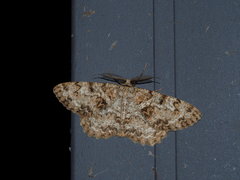 Hypomecis percnioides