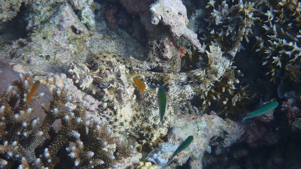 Crocodile fish