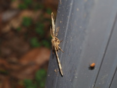 Hypomecis percnioides