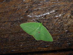 Tanaoctenia haliaria