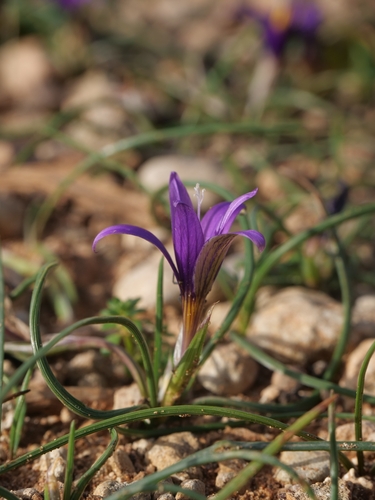 Romulea tempskyana