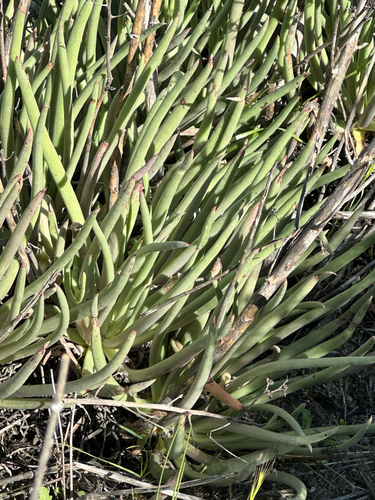 Foto de Dudleya edulis