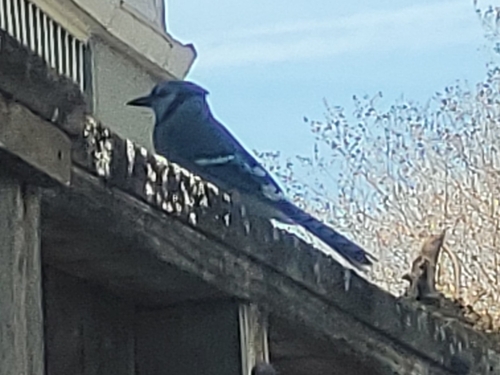 Blue Jay