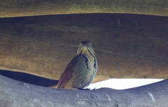 Cichladusa arquata