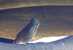 Cichladusa arquata