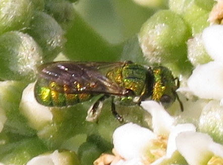 Emerald Small Carpenter photographed in Hawaii