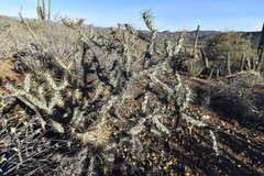 Cylindropuntia molesta molesta