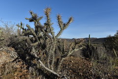 Cylindropuntia molesta molesta