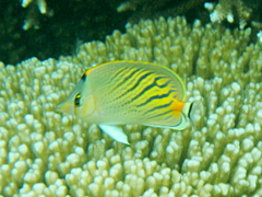 Chaetodon pelewensis