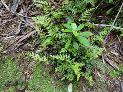 Lindsaea trichomanoides