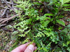 Lindsaea trichomanoides