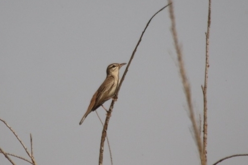 Rufous-tailed Scrub-Robin