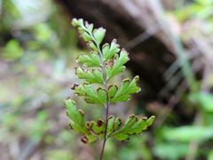 Lindsaea trichomanoides