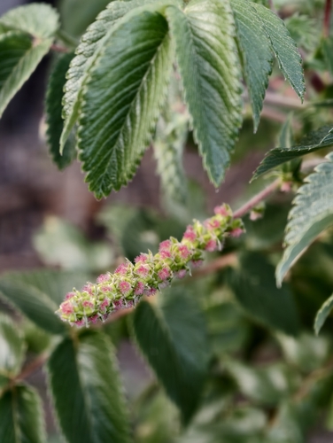 Bencomia (Bencomia caudata)