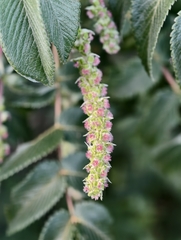 Bencomia caudata, photograph (c) Ben Jobson, some rights reserved (CC BY)
