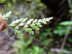 Lindsaea trichomanoides