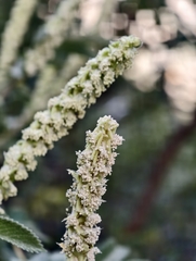 Bencomia caudata, photograph (c) Ben Jobson, some rights reserved (CC BY)