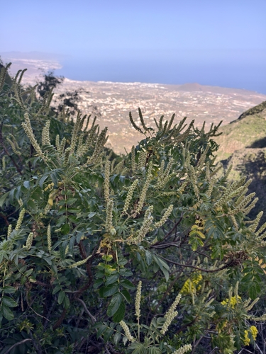 Bencomia caudata, photograph 5