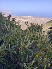 Bencomia caudata, photograph (c) Ben Jobson, some rights reserved (CC BY)