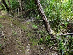 Lindsaea trichomanoides