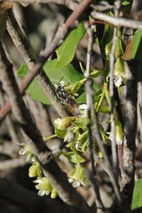 Andrena cerasifolii