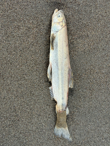 Candlefish (Thaleichthys pacificus) — Osmeridae