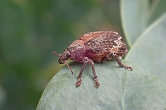 Oxyops fasciatus