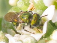 Ceratina smaragdula