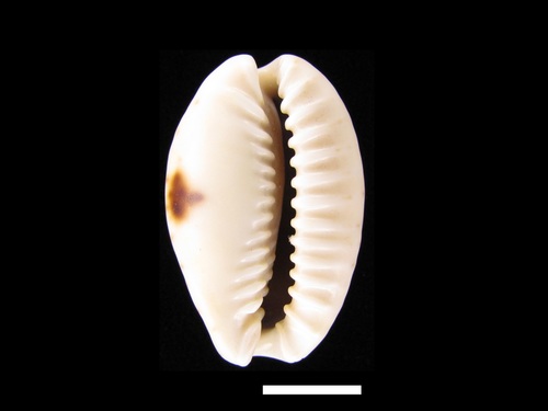 Eroded Cowry