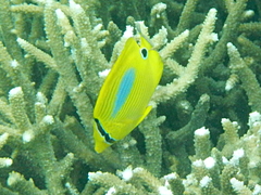 Chaetodon plebeius