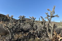 Cylindropuntia molesta molesta