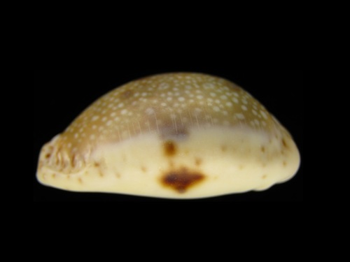 Eroded Cowrie