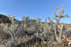 Cylindropuntia molesta molesta