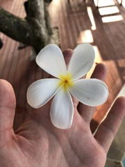 Plumeria obtusa