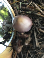 Inocybe lilacina