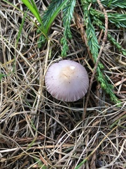 Inocybe lilacina