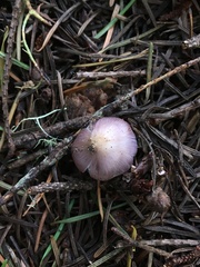 Inocybe lilacina