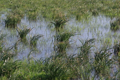 Crinum campanulatum