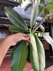 Plumeria obtusa