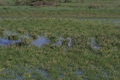 Crinum campanulatum