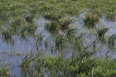 Crinum campanulatum