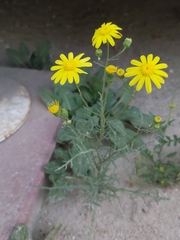 Senecio glaucus