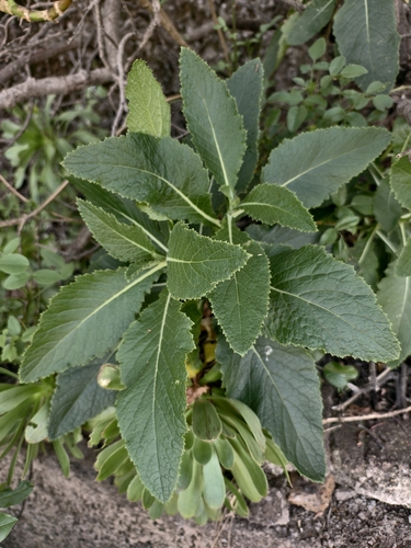 Crambe strigosa, photograph 3