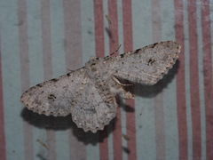 Lassaba parvalbidaria