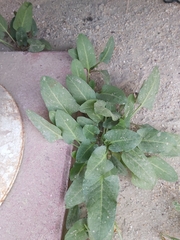 Rumex spinosus