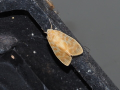 Hemipsilia coavestis